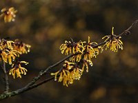 Hamamelis x intermedia 2016 01 23 9000